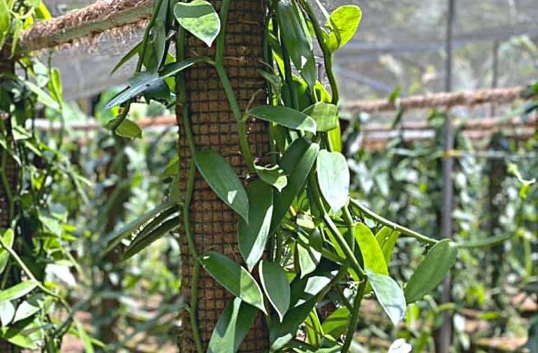 planifolia vanilla orchid plant