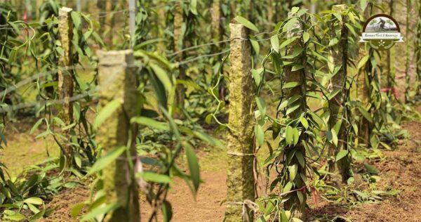 Indonesia Vanilla Farming