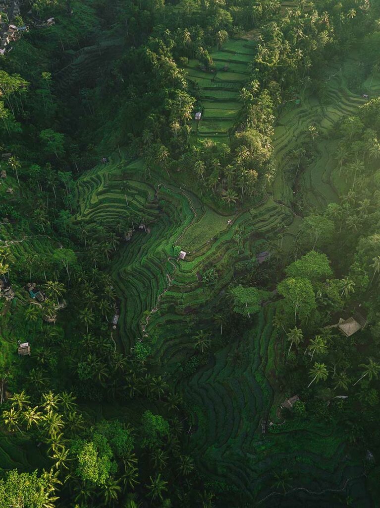 Indonesian Terracing Landscape