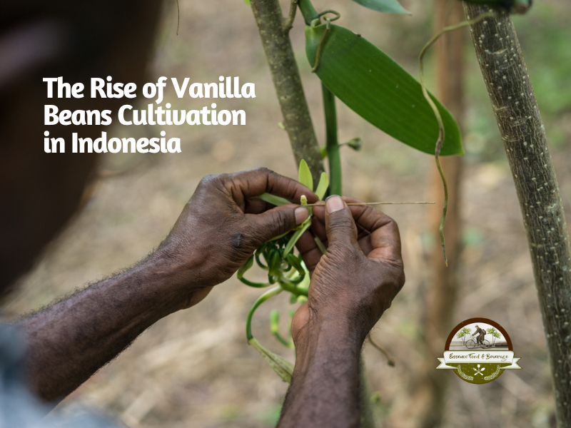 sustainable vanilla cultivation